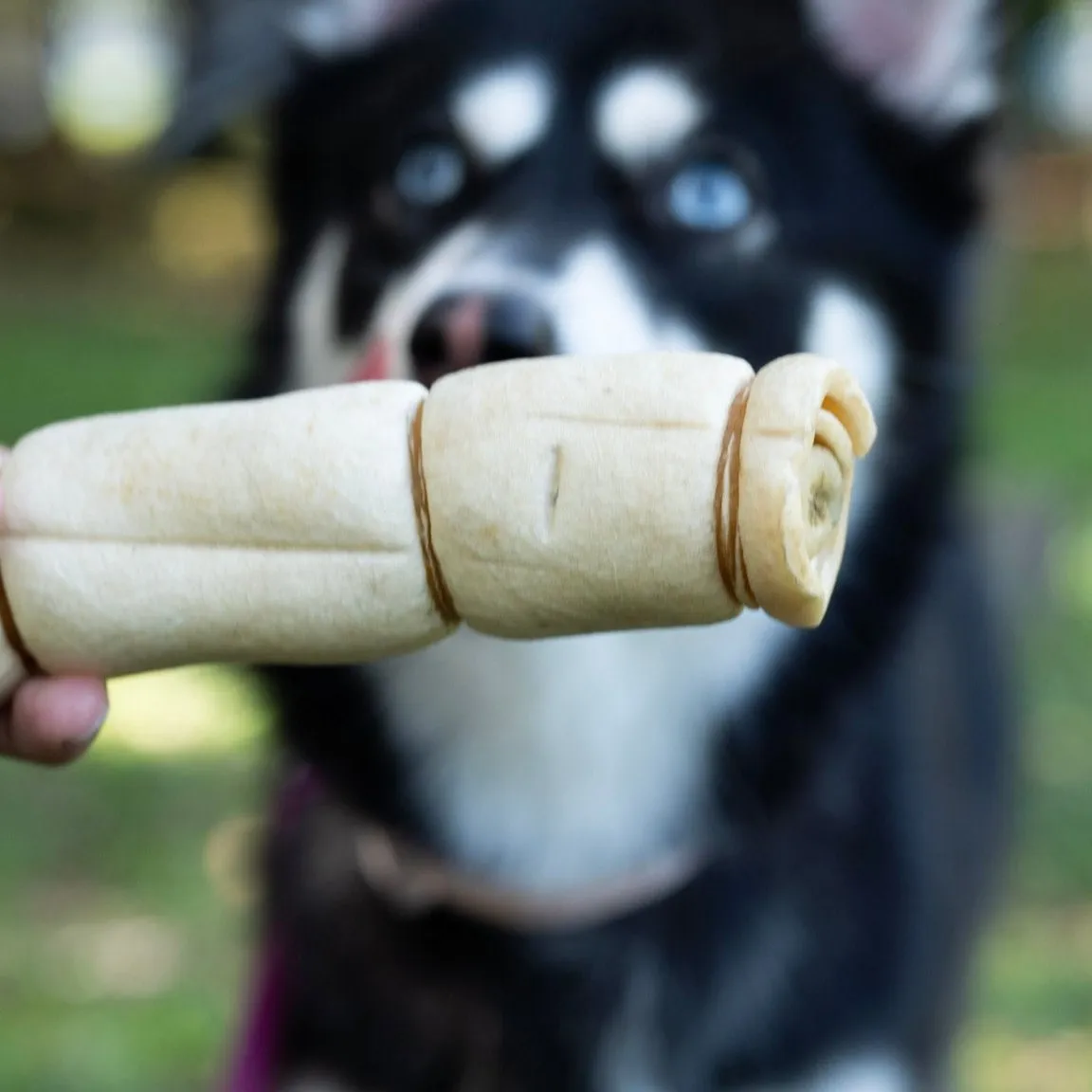 Beef Cheek Roll [Long Lasting Chew]