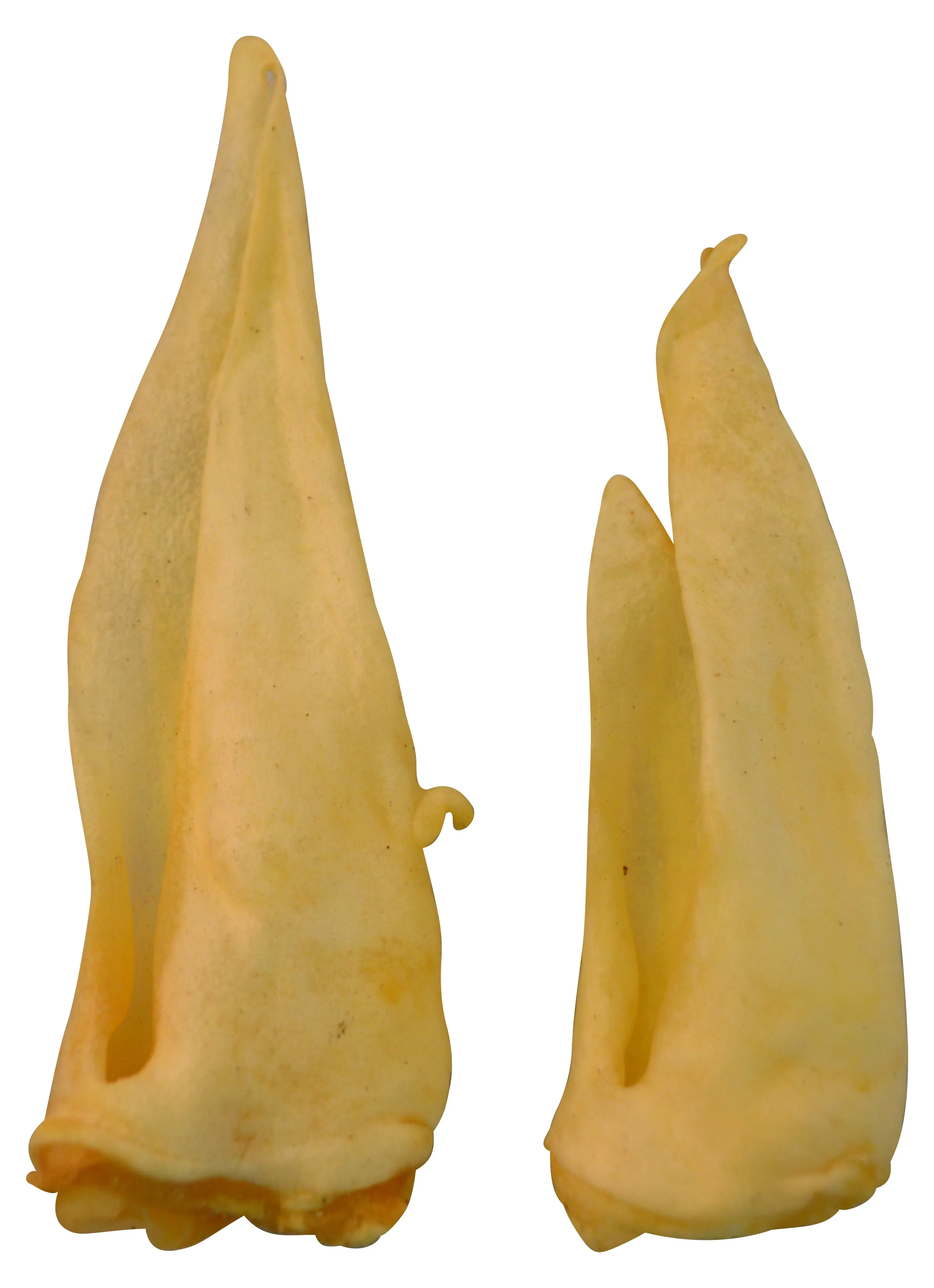 Water Buffalo Ear Dog Chews